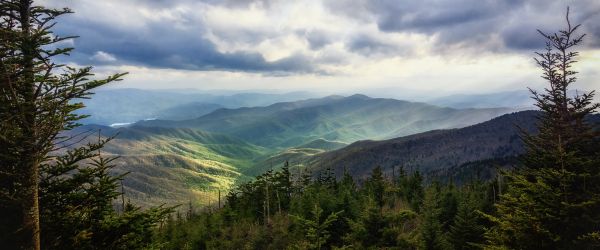 Forest and mountains