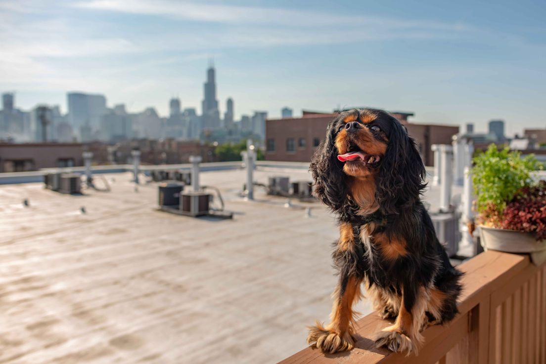 Dog sitting in front of Chicago skyline